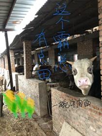 东北诡事全文免费阅读